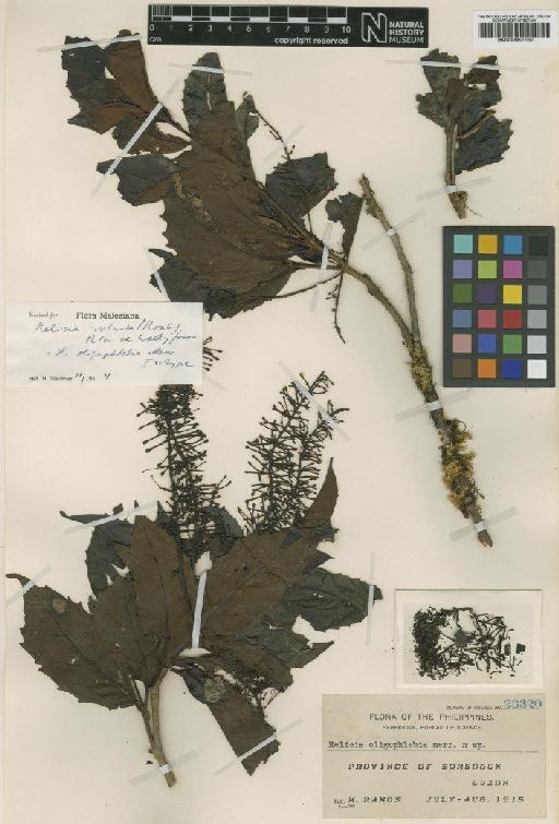 Helicia robusta (Roxb.) Blume - BM000951137