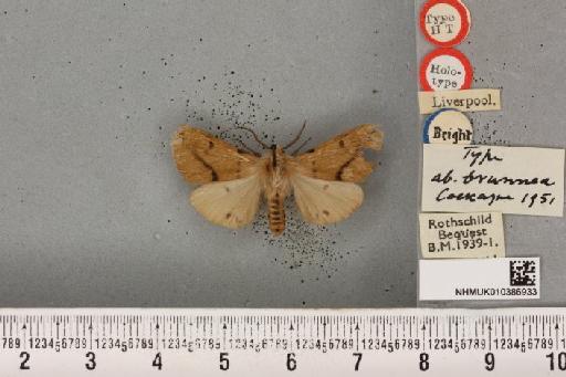 Spilosoma lutea Cockayne, 1951 - NHMUK_010386933_506396