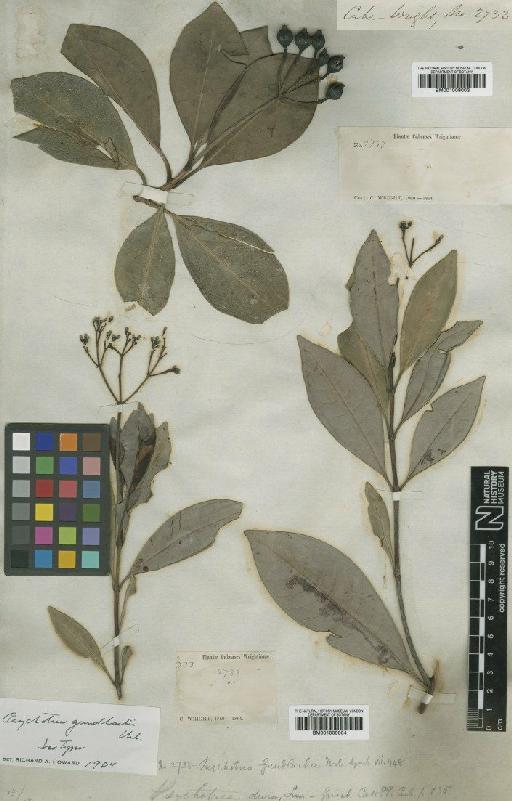 Psychotria gundlachii Urb. - BM001009003