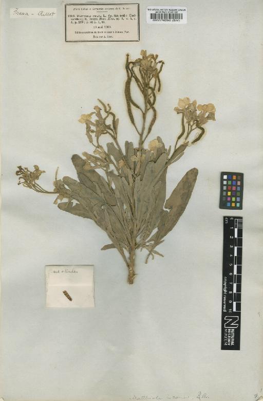 Matthiola incana (L.) R.Br. - BM000576298