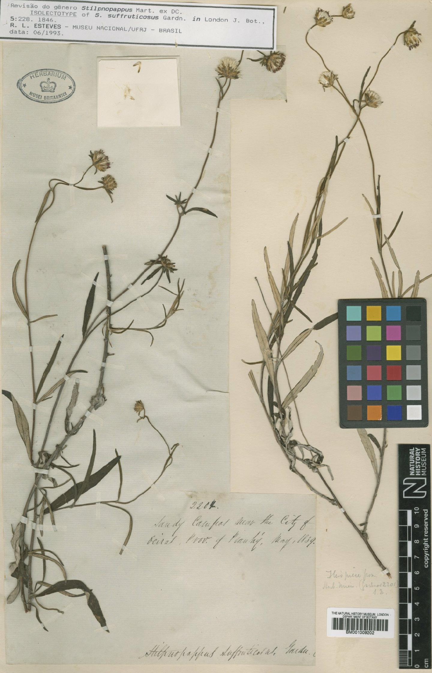 To NHMUK collection (Stilpnopappus suffruticosus Gardner; Isolectotype; NHMUK:ecatalogue:557347)