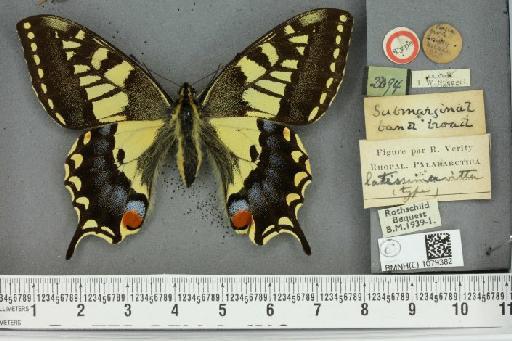 Papilio machaon britannicus ab. latevittata Verity, 1911 - BMNHE_1079382_64302