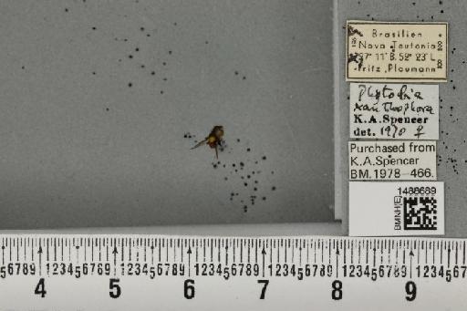 Phytobia xanthophora (Schiner, 1868) - BMNHE_1488689_52537