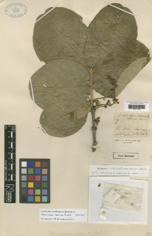 Bunchosia retusa Triana & Planch. - BM001209686