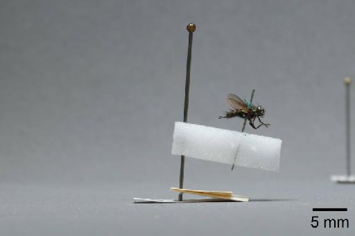 Sarcophaga (Myorhina) nigriventris Meigen, 1826 - 015091918_lateral