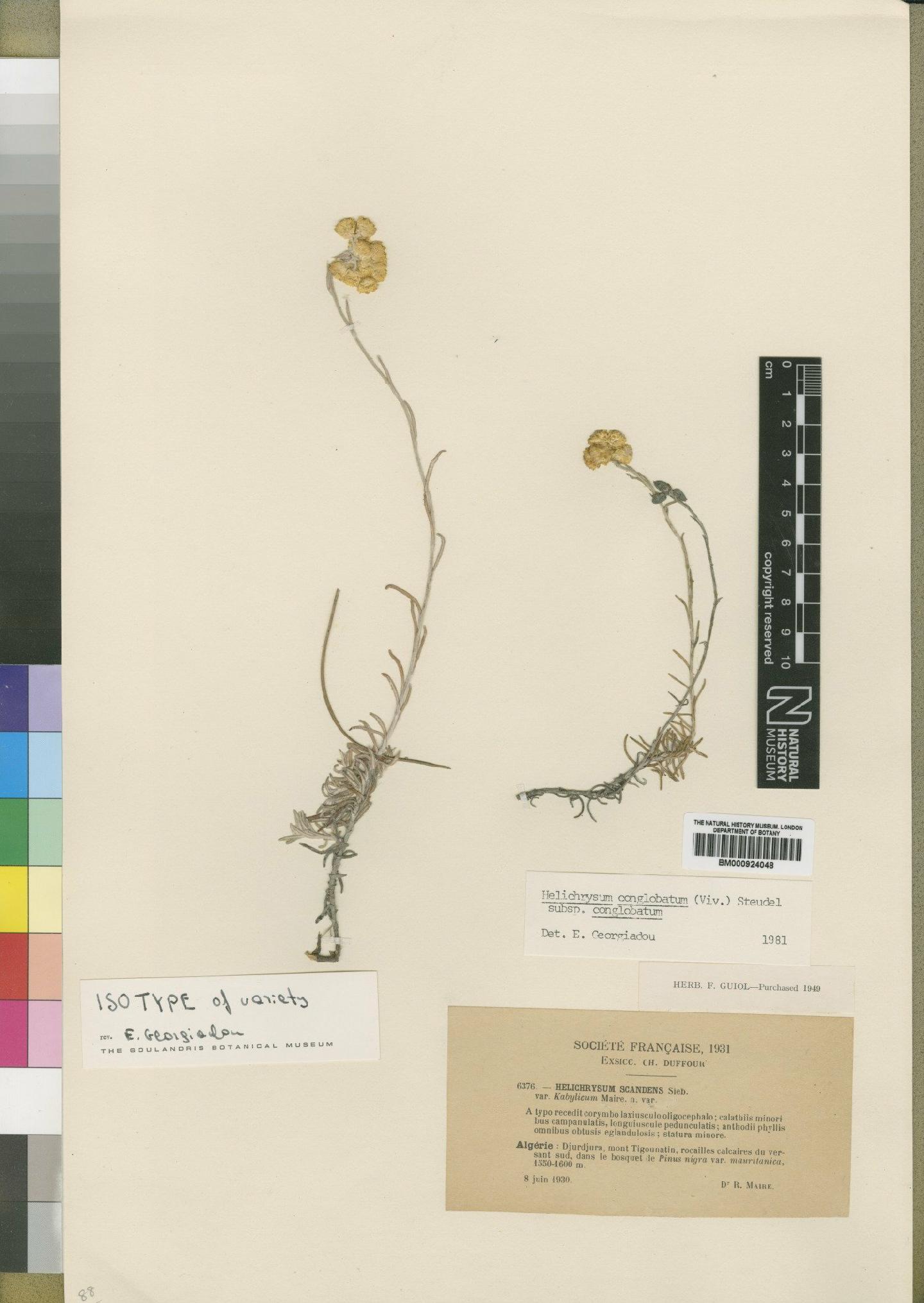To NHMUK collection (Helichrysum conglobatum subsp. conglobatum (Viv.) Steud; Isotype; NHMUK:ecatalogue:4529075)