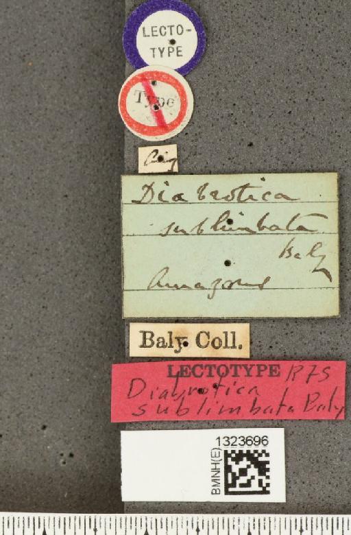 Diabrotica sublimbata Baly, 1865 - BMNHE_1323696_label_20739