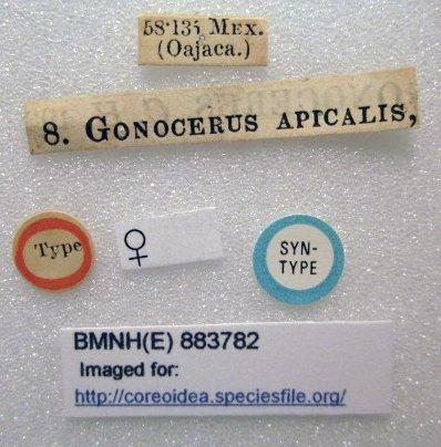 Gonocerus apicalis Dallas, 1852 - Gonocerus apicalis-BMNH(E)883782-Syntype female labels