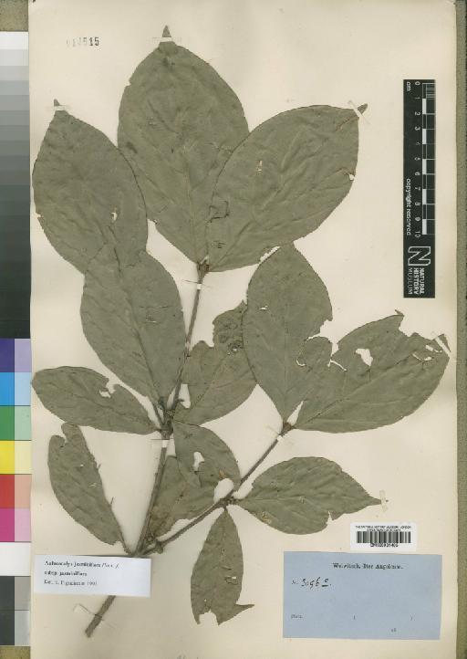 Aulacocalyx jasminiflora subsp. jasminiflora Hook.f. - BM000931405