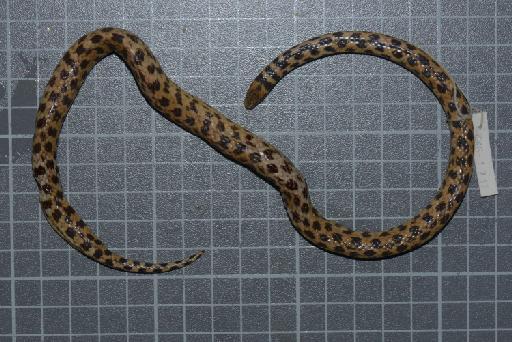 Atractus erythromelas Boulenger, 1903 - Image of specimen 1946.1.7.17