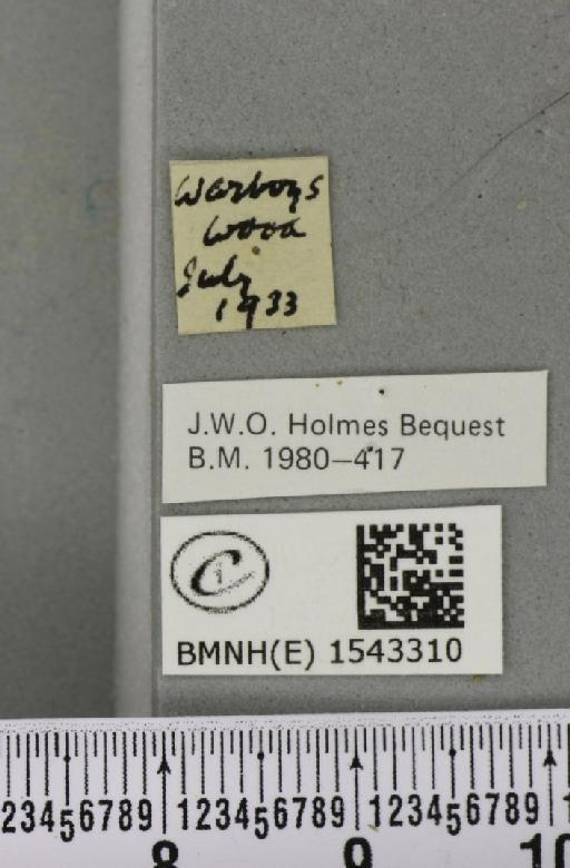 Thyatira batis (Linnaeus, 1758) - BMNHE_1543310_label_234957