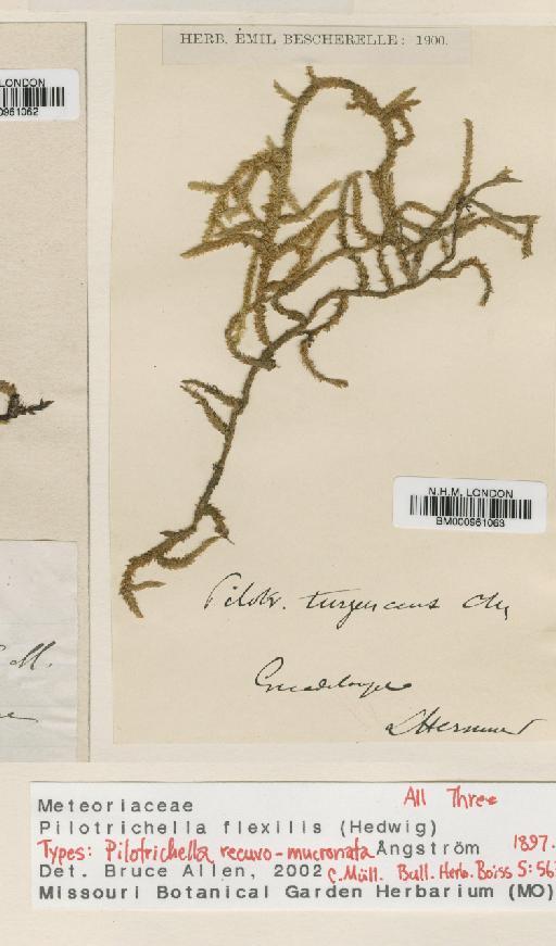 Pilotrichella flexilis (Hedw.) Aongstr - BM000961063