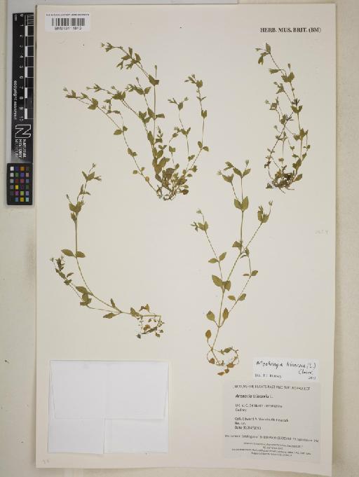 Moehringia trinervia (L.) Clairv. - BM013414843