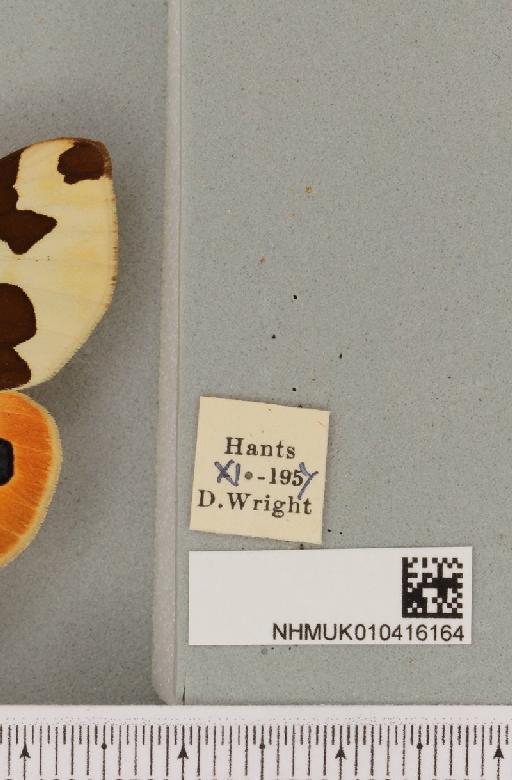 Arctia caja (Linnaeus, 1758) - NHMUK_010416164_label_528398