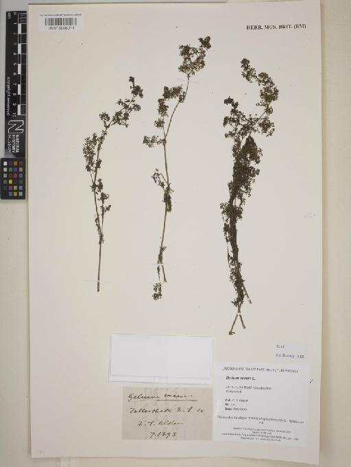 Galium verum L. - BM013858014