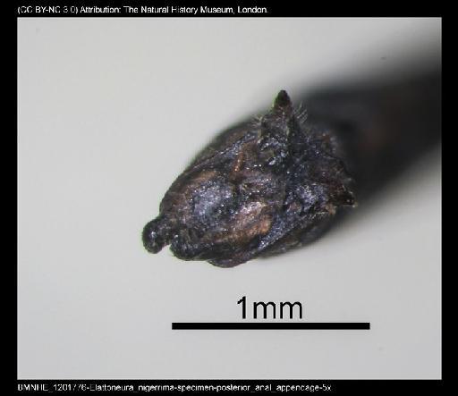Elattoneura nigerrima (Laidlaw, 1917) - BMNHE_1201776-Elattoneura_nigerrima-specimen-posterior_anal_appendage-5x