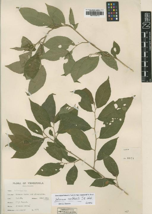 Solanum umbratile J.R.Johnst. - 000935143