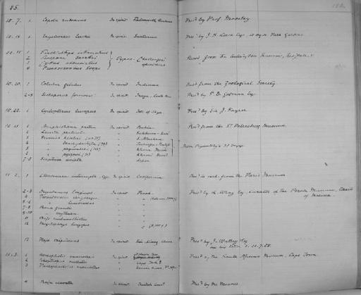 Pseudorhombus boops Hector, 1875 - Zoology Accessions Register: Reptiles & Fishes: 1878 - 1892: page 182