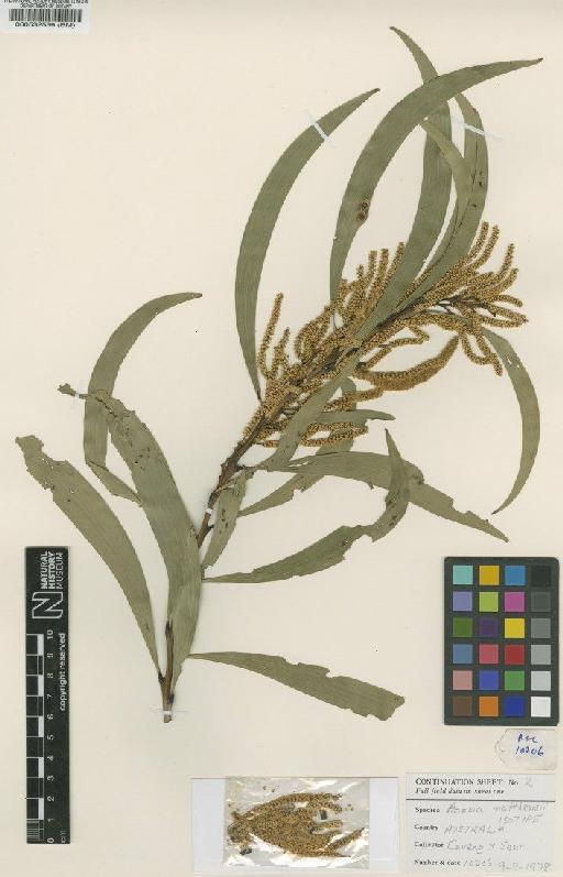 Acacia matthewii Tindale & S.J.Davies - BM000532539