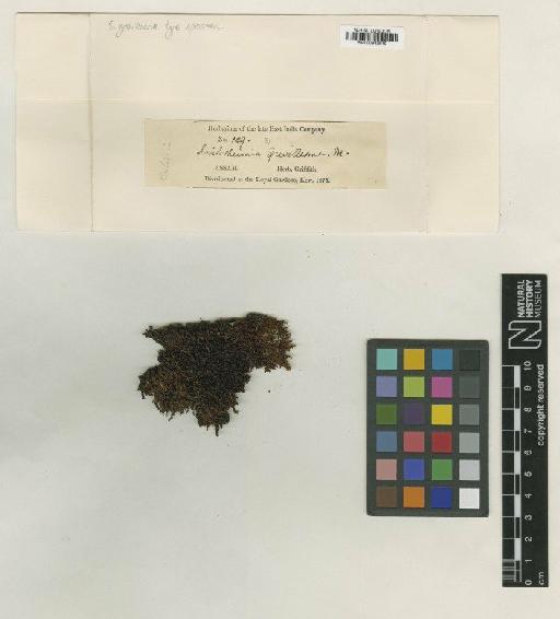 Schlotheimia ferruginea (Hook. & Grev.) Brid. - BM000982849