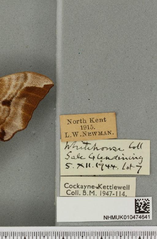 Smerinthus ocellata ocellata (Linnaeus, 1758) - NHMUK_010474641_label_524936