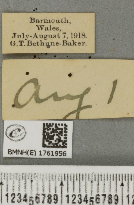 Gandaritis pyraliata (Denis & Schiffermüller, 1775) - BMNHE_1761956_label_345481