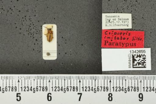 Crioceris (Crioceris) imitator Silfverberg, 1976 - BMNHE_1342655_12401