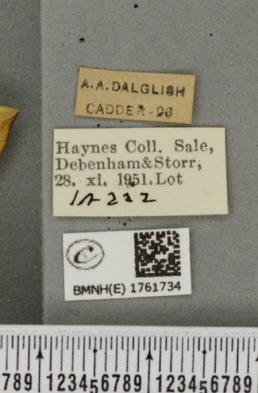 Gandaritis pyraliata ab. obsoleta Lempke, 1949 - BMNHE_1761734_label_345350