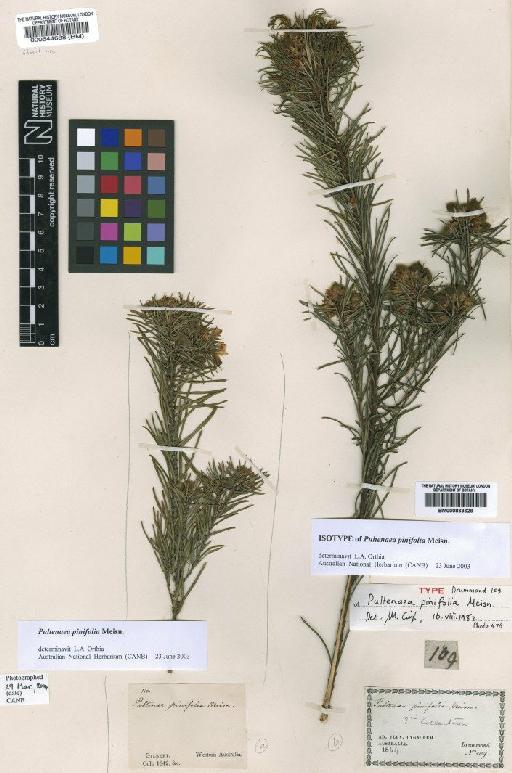 Pultenaea pinifolia Meisn. - BM000833629