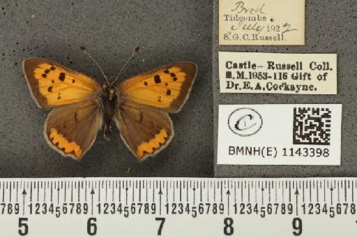 Lycaena phlaeas eleus ab. intermedia Tutt, 1896 - BMNHE_1143398_108271