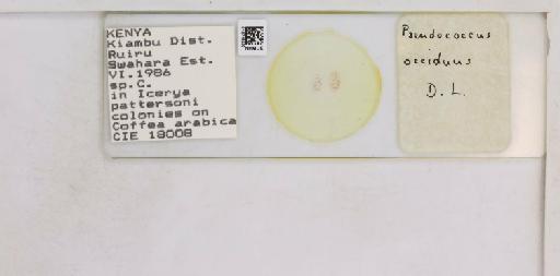 Pseudococcus occiduus De Lotto, 1961 - 010715239__