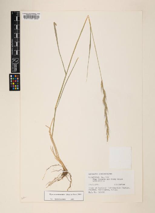 Elymus semicostatus (Steud.) Melderis - 000013887