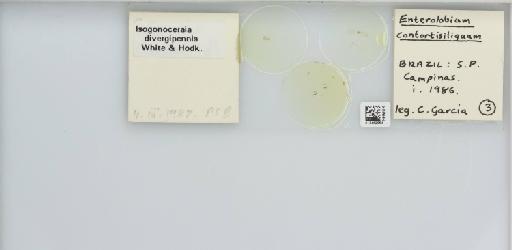 Isogonoceraia divergipennis White & Hodkinson, 1980 - 013482964_117198_1146273_157792_NonType_result