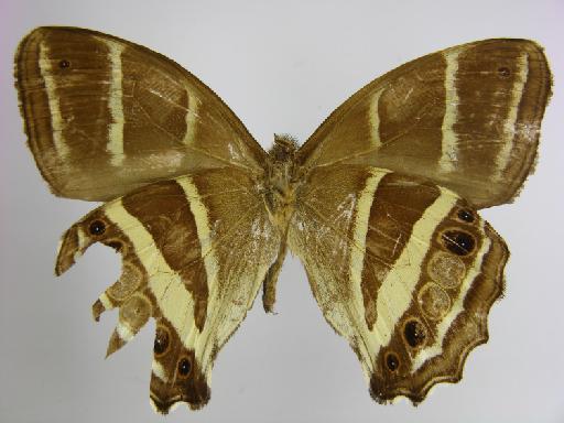 Taygetis albinotata Butler, 1867 - BMNH(E)_1267105_Parataygetis_(Taygetis)_albinotata_Butler_T_male_ (3)