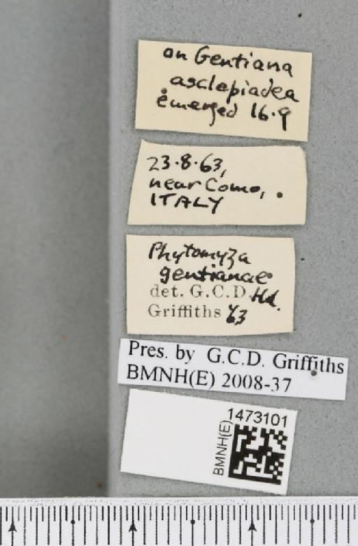 Chromatomyia gentianae (Hendel, 1920) - BMNHE_1473101_label_48375