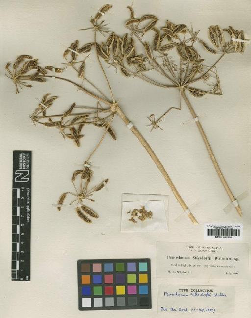 Lomatium suksdorfii (S.Watson) J.M.Coult. & Rose - BM001042919