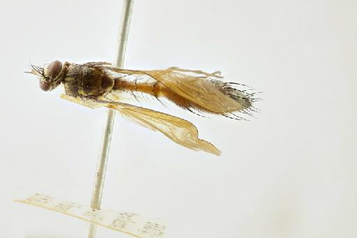 Cordyligaster tipuliformis Walker, 1857 - Cordyligaster tipuliformis female dorsal