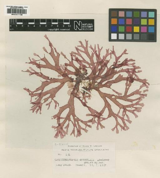 Gloiodermatopsis setchellii Lindauer - BM000771355