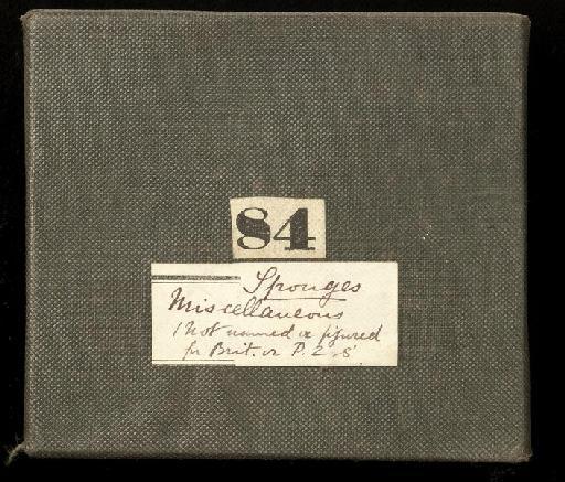 Grantia - Bowerbank's box 84 (a) lid