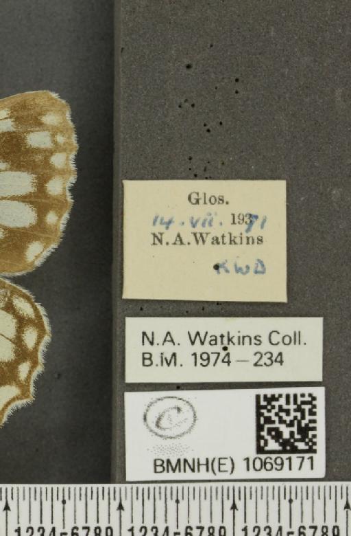 Melanargia galathea serena ab. valentini Williams, 1951 - BMNHE_1069171_label_35048