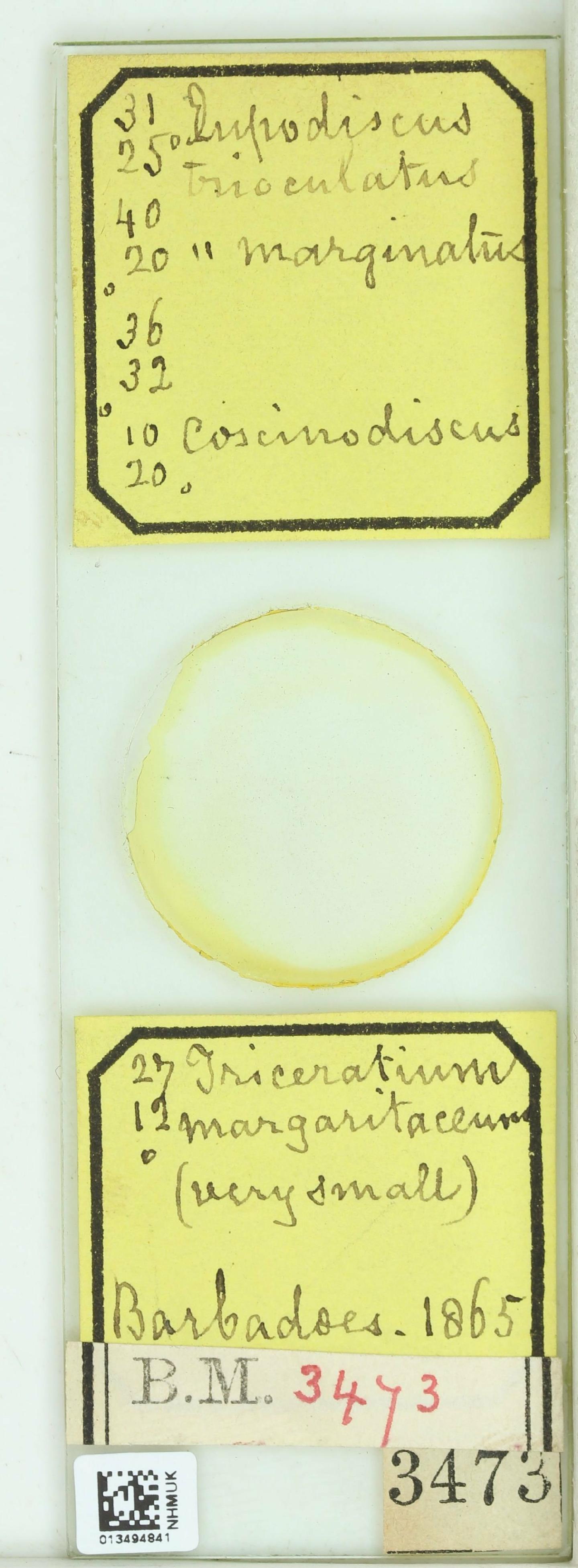 To NHMUK collection (Triceratium margaritaceum Ralfs; Type; NHMUK:ecatalogue:4740992)