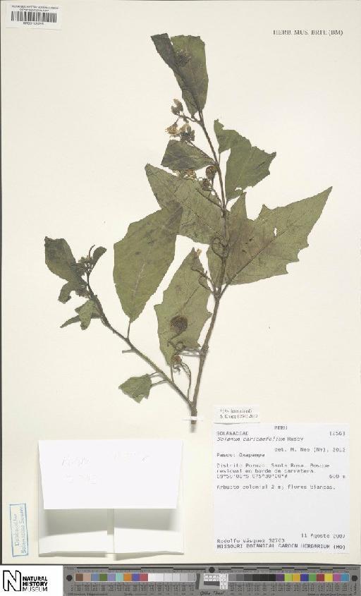 Solanum caricaefolium Rusby - BM001120259