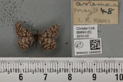 Macaria carbonaria (Clerck, 1759) - BMNHE_1846049_422991