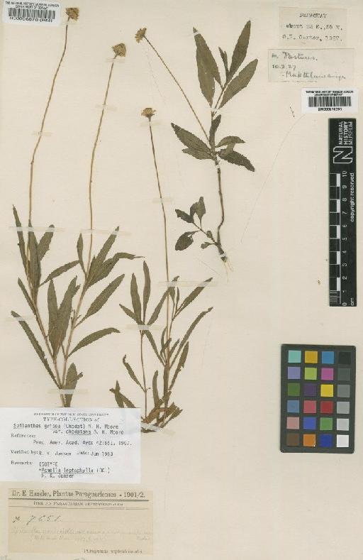 Acmella leptophylla (DC.) Jansen - BM000816293