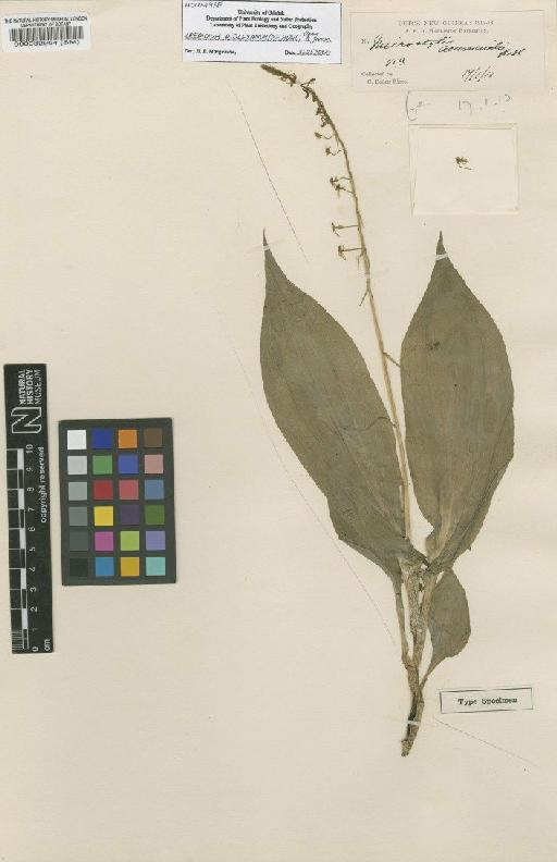 Crepidium ridleyanum (P.F.Hunt) M.A.Clem. & D.L.Jones - BM000082904