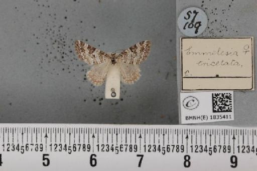 Perizoma minorata ericetata (Stephens, 1831) - BMNHE_1835411_492125