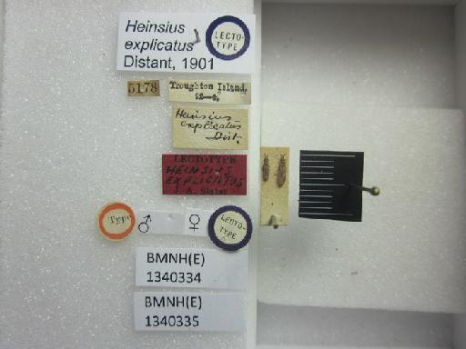 Heinsius explicatus Distant, 1901 - Heinsius explicatus-BMNH(E)1340335-Paralectotype male dorsal & labels