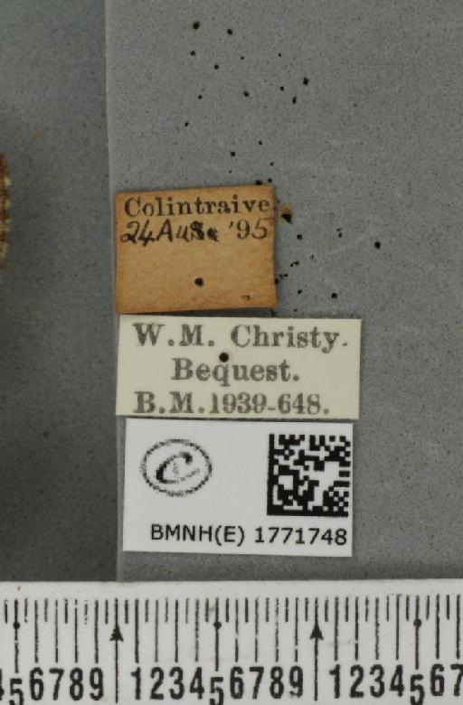 Dysstroma citrata citrata ab. variata Thunberg, 1784 - BMNHE_1771748_label_351634