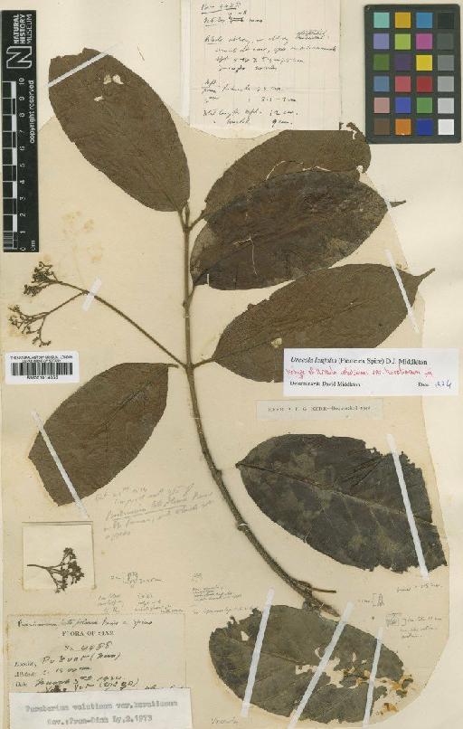 Urceola latifolia (Pierre ex Spire) D.J.Middleton - BM001014056