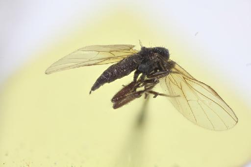 Rhamphomyia caeca Collin, 1933 - NHMUK013700196_Rhamphomyia_caeca_ST_wholebody_lateral.jpg